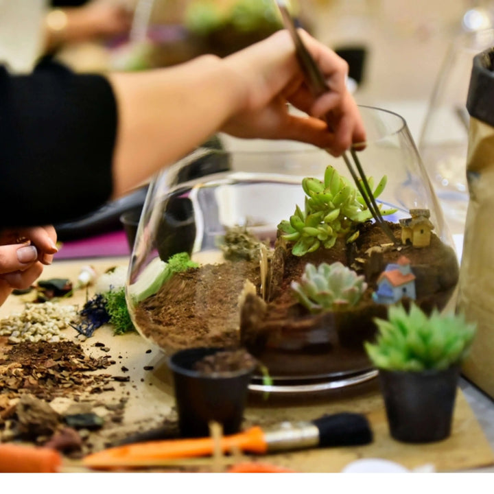 Kit terrarium fai da te con piante grasse - vista dall'alto del set completo e assemblato