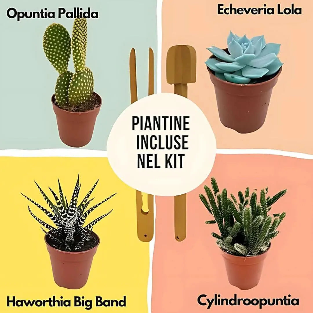 Piante grasse per terrarium - illustrazione delle varietà incluse nel kit fai da te