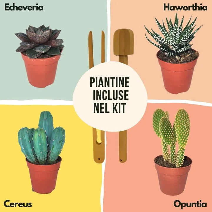 Piante grasse per terrarium: Echeveria, Haworthia, Opuntia e Cereus