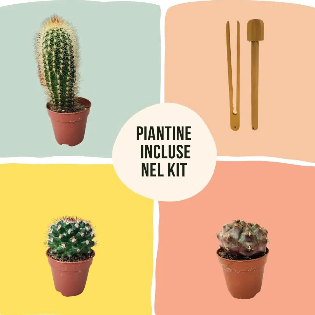 Tre piante grasse assortite per Kit Terrarium Fai da Te, con attrezzi in legno