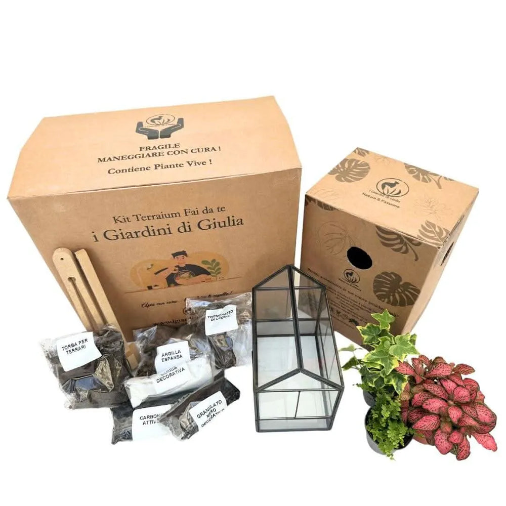 Kit Terrarium Fai Da Te Monica - dettaglio delle piante incluse: felce, edera, fittonia