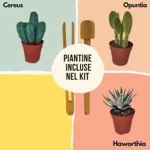 Piantine grasse per terrarium Lamparium: Cereus, Opuntia, Haworthia