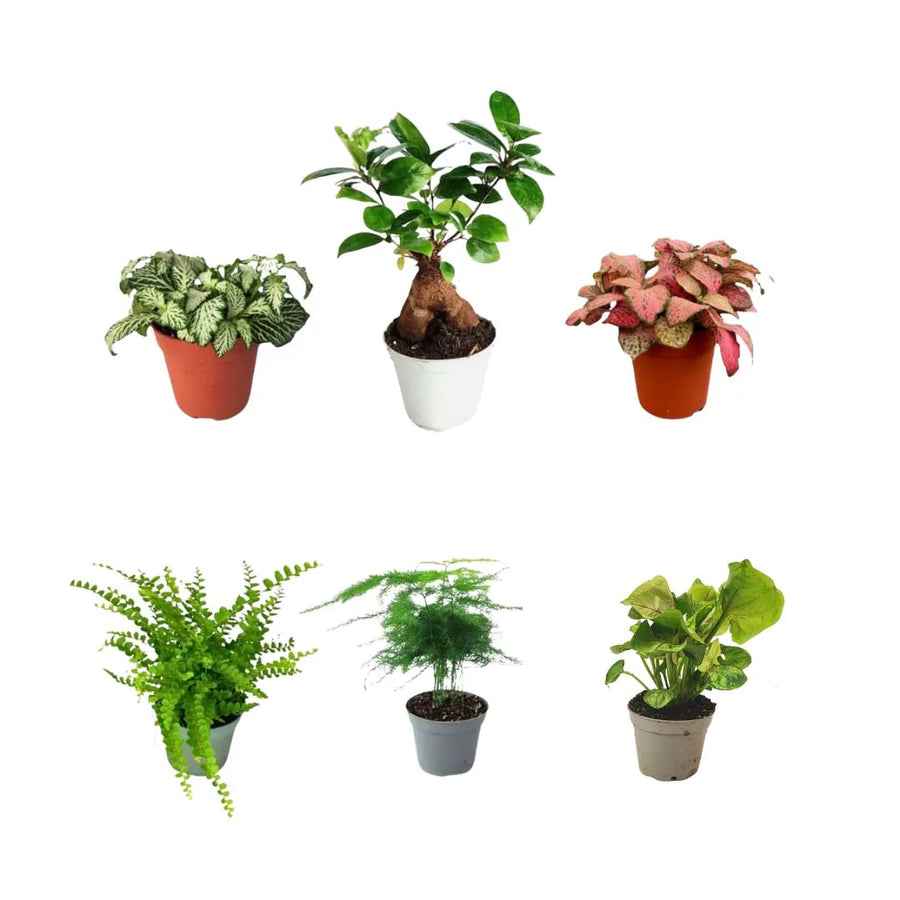Set 6 piantine verdi per terrarium con bonsai ficus ginseng e fittonie - i Giardini di Giulia
