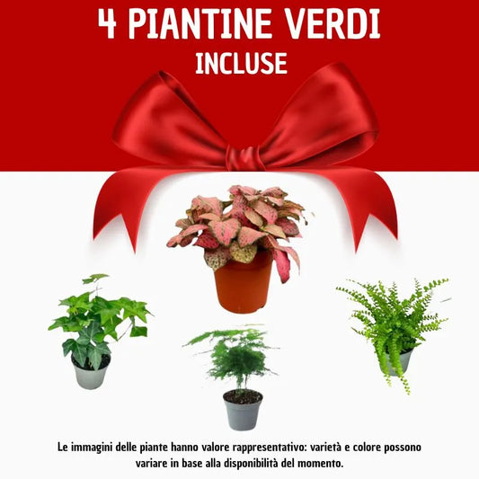 Terrarium fai da te - infografica con quantità delle piante vere incluse nel kit
