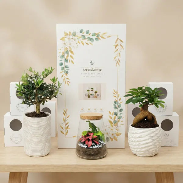 Bomboniere per eventi - composizione di piante succulente in scatola regalo