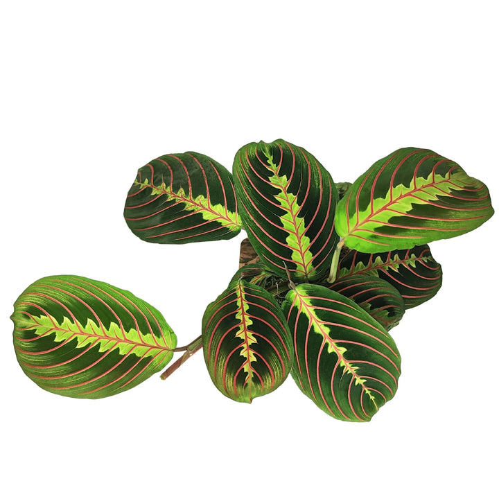 Dettaglio delle foglie di Maranta Leuconera con venature rosse e verdi su fondo bianco, in stile kokedama.