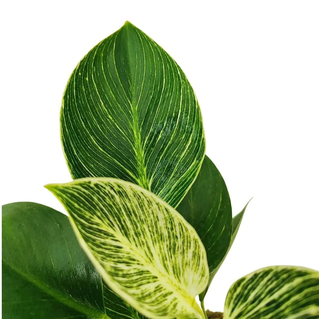 Philodendron Birkin - primo piano delle foglie variegate con venature bianche