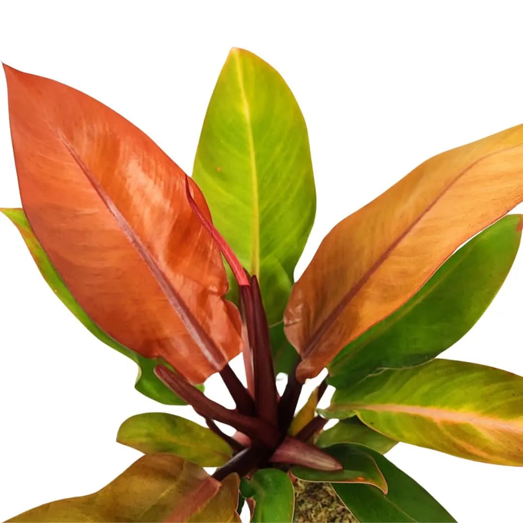 Philodendron Orange - dettaglio foglie con venature marcate e sfumature rame