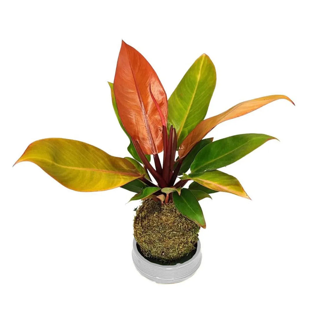 philodendron kokedama Kokedama Philodendron Orange Giardini di Giulia — i Giardini di Giulia