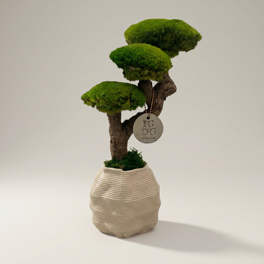 Bonsai Kumori 35 cm in muschio naturale stabilizzato, fotografato in ambiente studio su sfondo neutro — I Giardini di Giulia