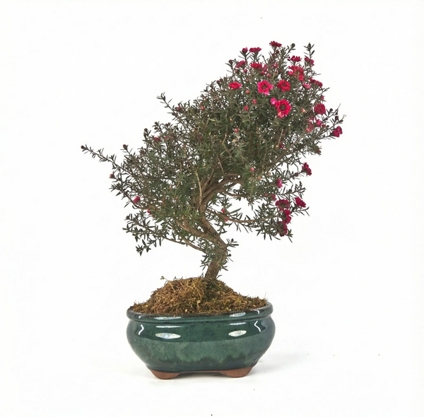 Bonsaï Leptospermum scoparium 9 ans - Collection Premium