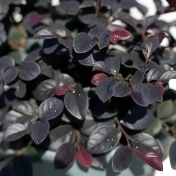 Loropetalum Black Pearl cura - dettaglio foglie scure e fiori rosa