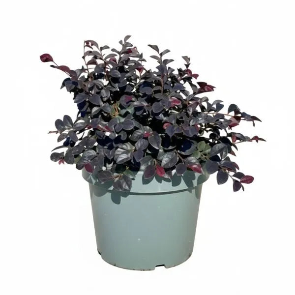 Loropetalum Black Pearl - arbusto ornamentale con foglie porpora scuro in vaso
