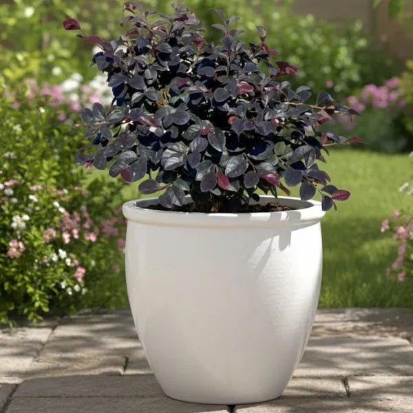 Loropetalum Black Pearl in vaso - pianta ornamentale su pavimentazione esterna