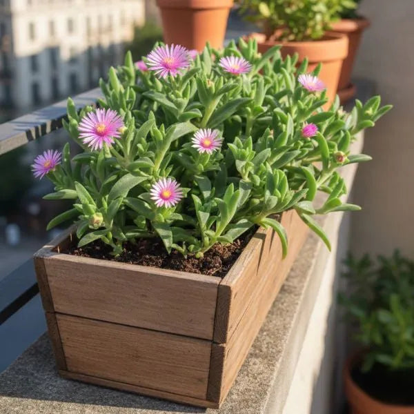 Mesembryanthemum pianta - composizione fiorita rosa in fioriera di legno su un balcone soleggiato