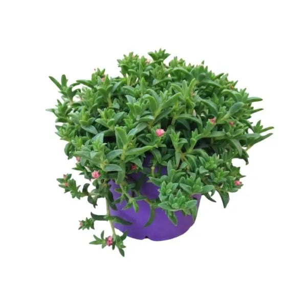 Mesembryanthemum pianta fiorita - esemplare in vaso con foglie carnose e fiori rosa vivaci