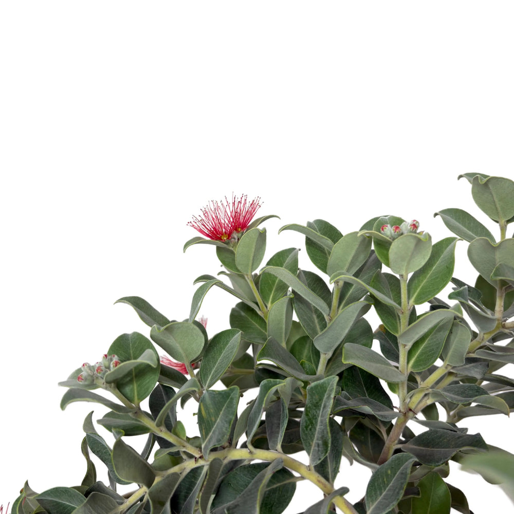 Metrosideros Thomasii - Dettaglio ravvicinato dei fiori rossi a pennacchio e delle foglie verdi