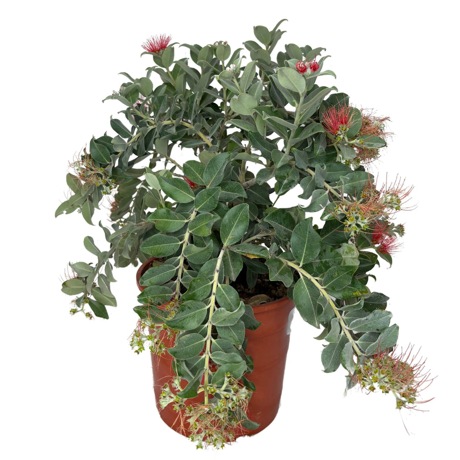 Metrosideros Thomasii - Pianta in vaso con fiori rossi vivaci e fogliame verde denso, pronta per l'esterno