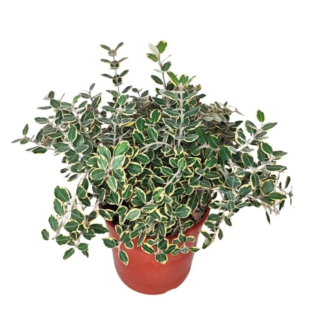 Metrosideros variegato D.24 H.50 - i Giardini di Giulia