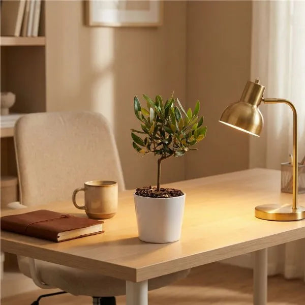 Mini Bonsai Olivo - dettaglio su scrivania in legno con lampada, ideale come mini olivo bonsai
