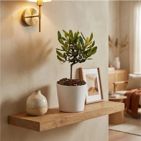 Mini Bonsai Olivo come centrotavola in salotto, regalo green elegante