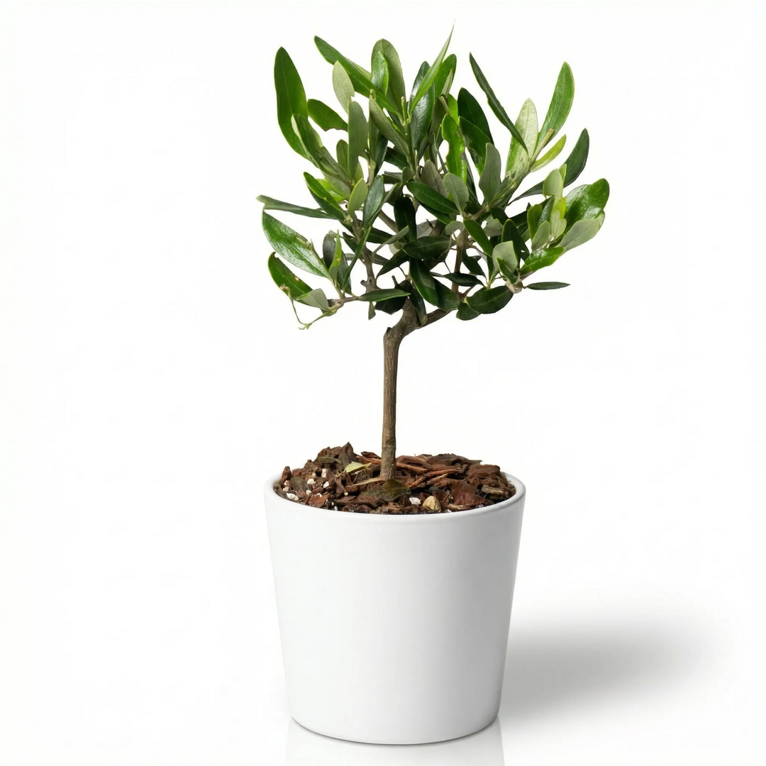 Mini Bonsai Olivo in vaso ceramica artigianale bianco Le Officine di Giulia, altezza 20 cm