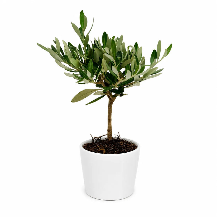 Mini Bonsai Olivo in vaso ceramica artigianale bianco Le Officine di Giulia, altezza 20 cm