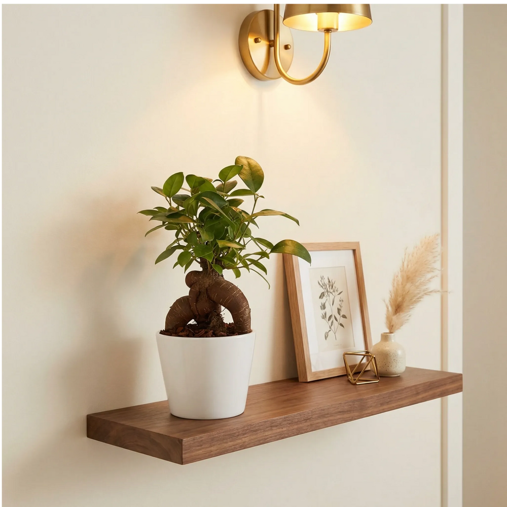 Bonsai Ficus Ginseng Mini - pianta su mensola in legno in ambiente moderno con luce naturale