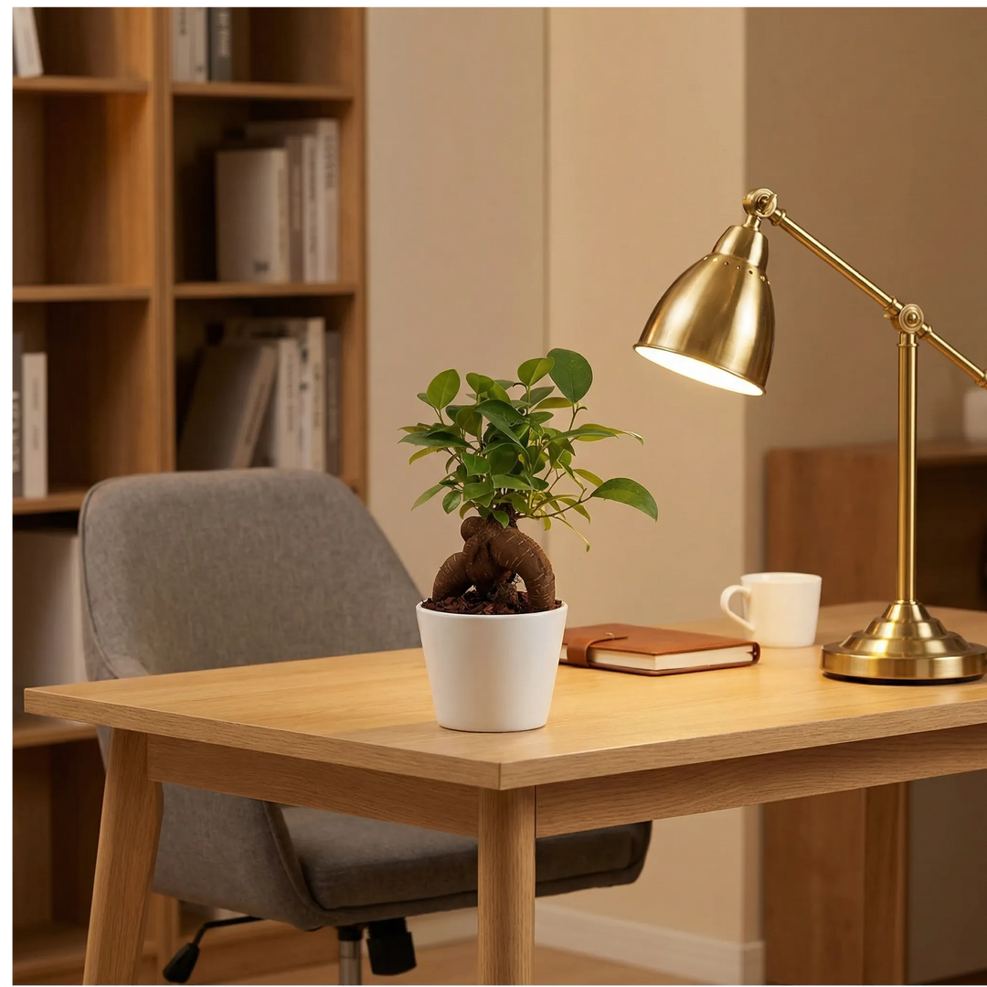 Bonsai Ficus Ginseng Mini - pianta su scrivania home office con lampada e accessori da lavoro