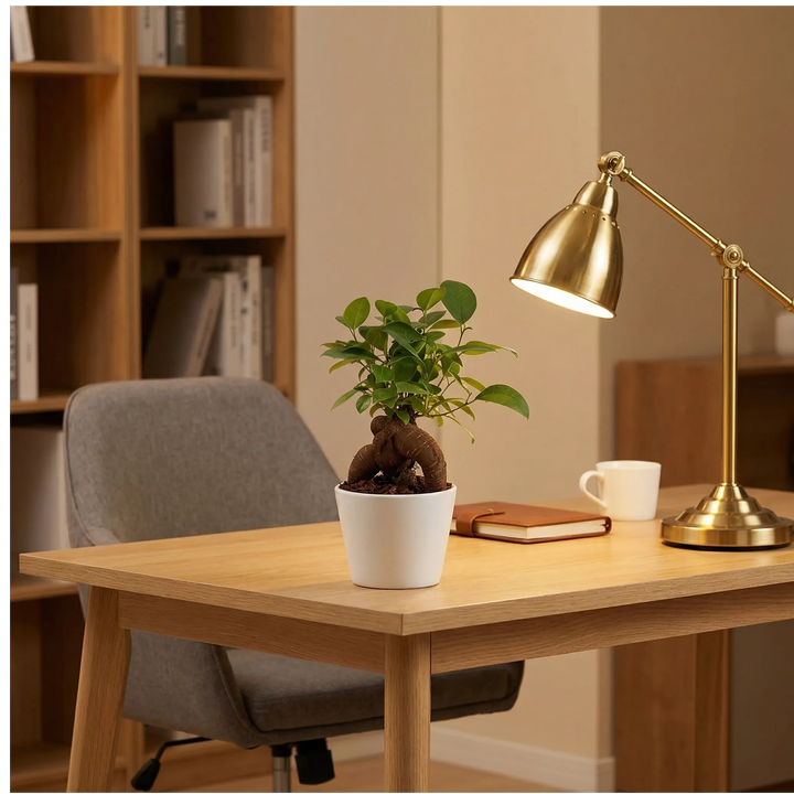 Bonsai Ficus Ginseng Mini - pianta su scrivania home office con lampada e accessori da lavoro