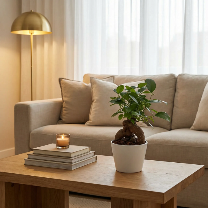 Bonsai Ficus Ginseng Mini - pianta su tavolino in soggiorno moderno con divano e cuscini