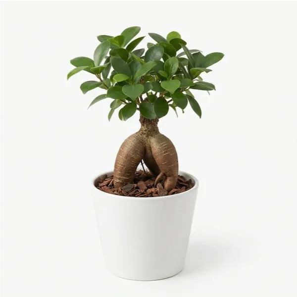 Bonsai Ficus Ginseng Mini in Vaso Giardini di Giulia — i Giardini di Giulia