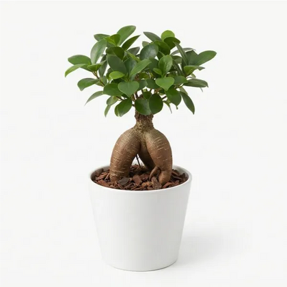 Bonsai Ficus ginseng mini in vaso di ceramica bianca su sfondo da studio