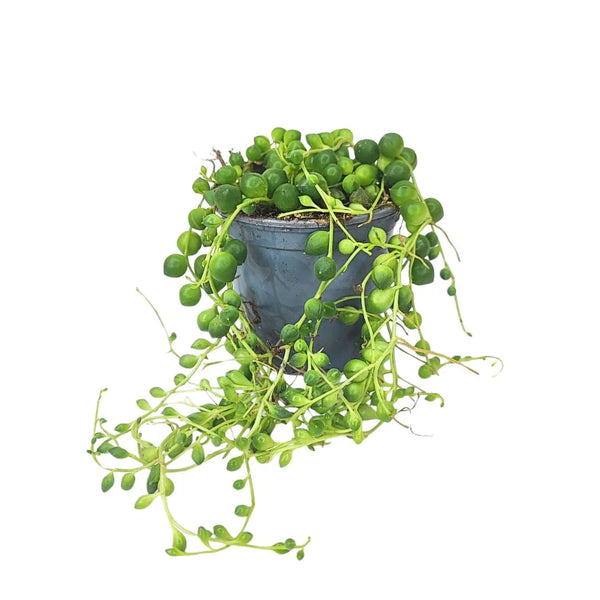 Mini Senecio D. 9 cm