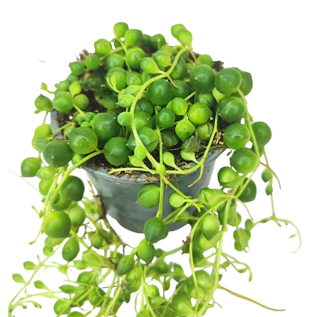 Mini Senecio D. 9 cm