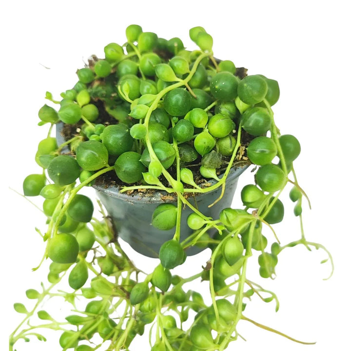 Mini Senecio D. 9 cm