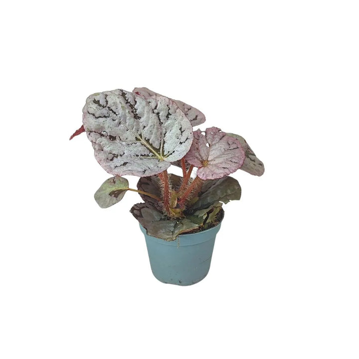 Mini Begonia Beleaf - Dettaglio foglie con disegni unici e colori intensi