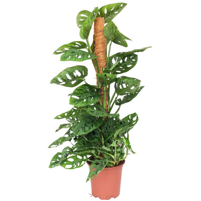 Monstera obliqua 'Monkey Mask' pianta rampicante D. 19 cm H. 80 cm