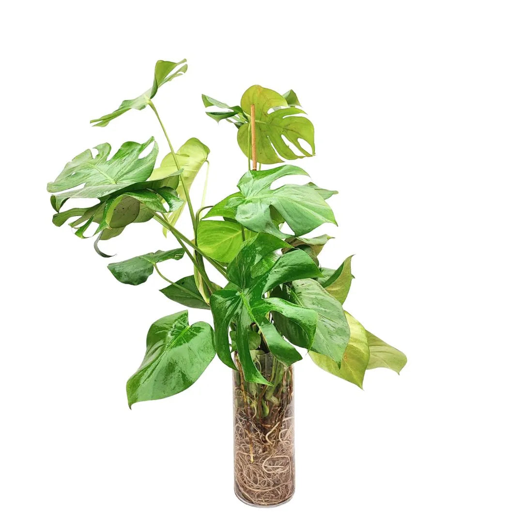 Panta con foglie verdi lucide frastagliate in vaso di vetro con radici inmerse in acqua 