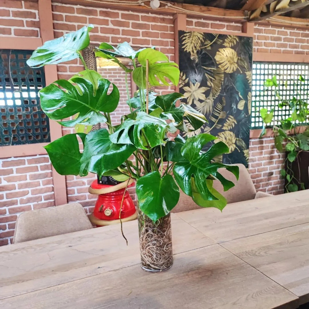 Pianta con foglie verdi lucide in vaso trasparente su tavolo in legno, radici visibili immerse in acqua.