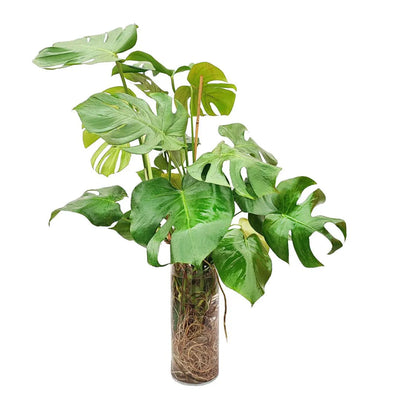 Mostera deliciosa in idrocultura