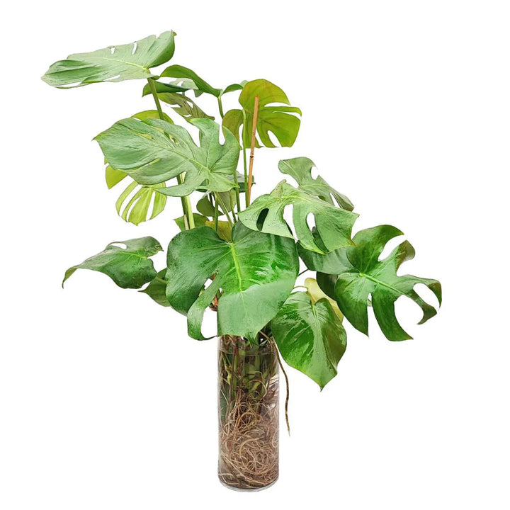 Pianta rigogliosa in vaso di vetro con radici sviluppate e foglie verdi frastagliate.