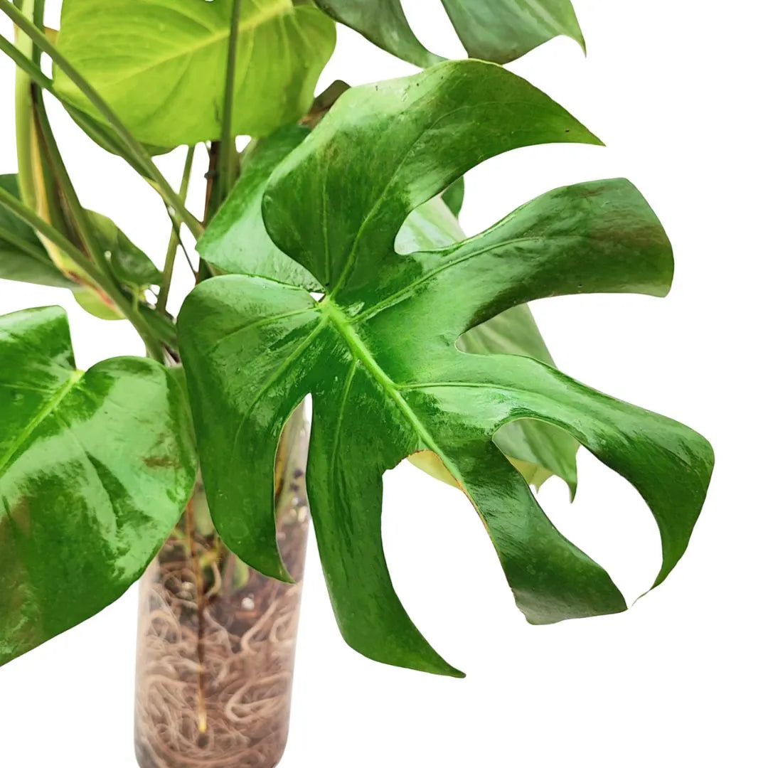 monstera deliciosa hydroculture Monstera Déliciosa 80 cm Culture hydroponique en pot en verre Ø14 — i Giardini di Giulia