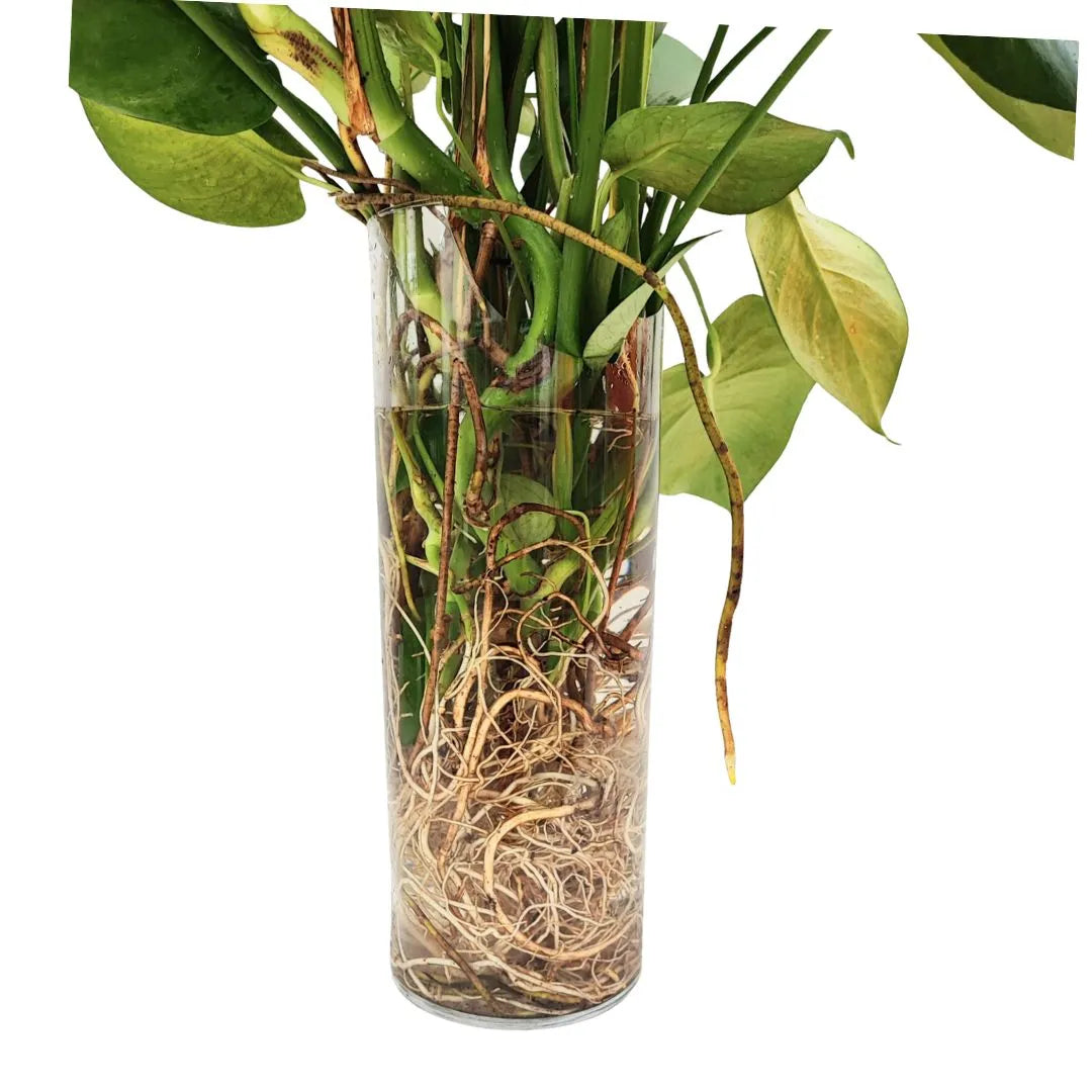 Dettaglio del vaso trasparente con radici fitte immerse in acqua e steli verdi.