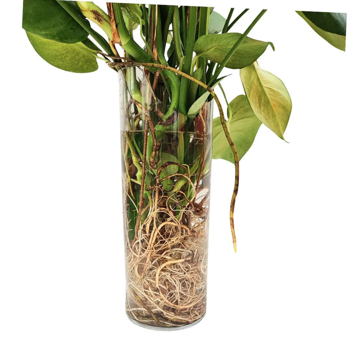 Dettaglio del vaso trasparente con radici fitte immerse in acqua e steli verdi.