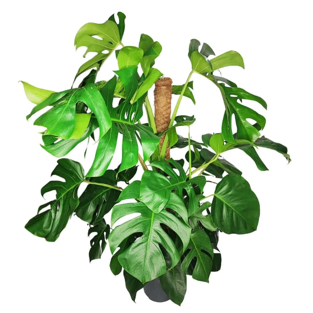 Monstera Pertusum 120 cm - Vista laterale della pianta in vaso decorativo