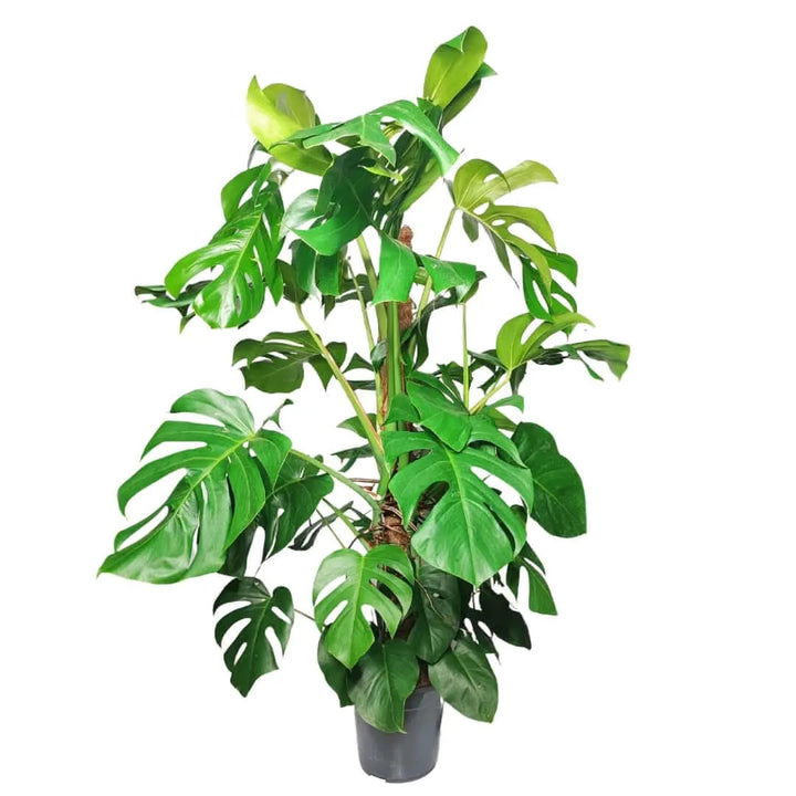 Monstera Pertusum Mosspole 120 cm - Pianta da interno con foglie traforate e supporto