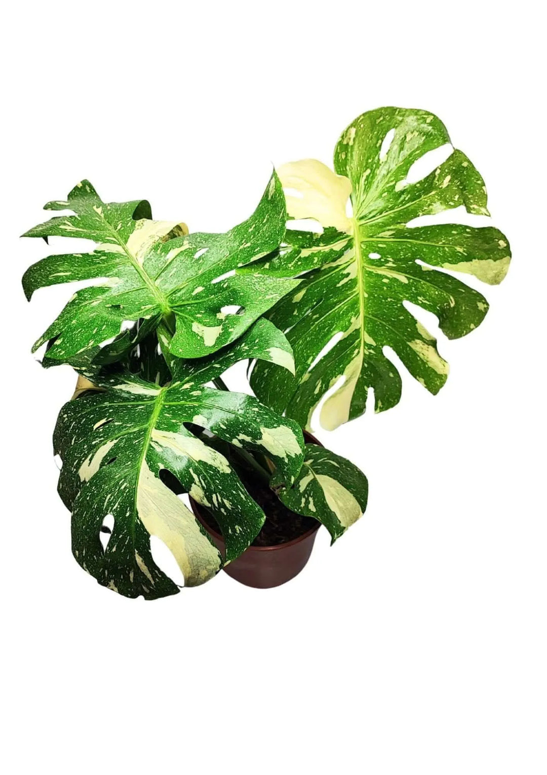 Dettaglio foglie variegate di Monstera Thai Constellation da collezione