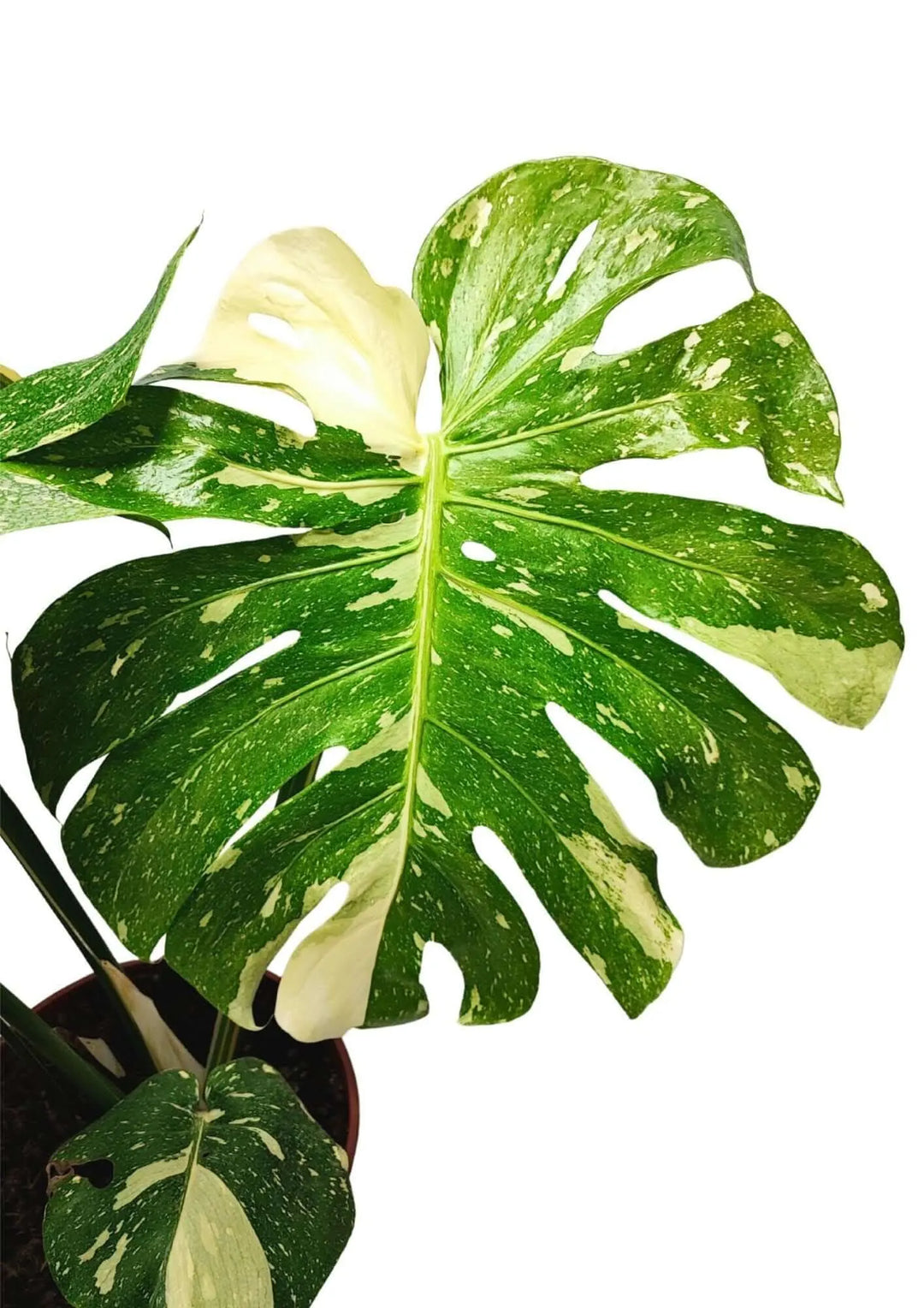 Foglia grande e intagliata di Monstera Thai Constellation in primo piano