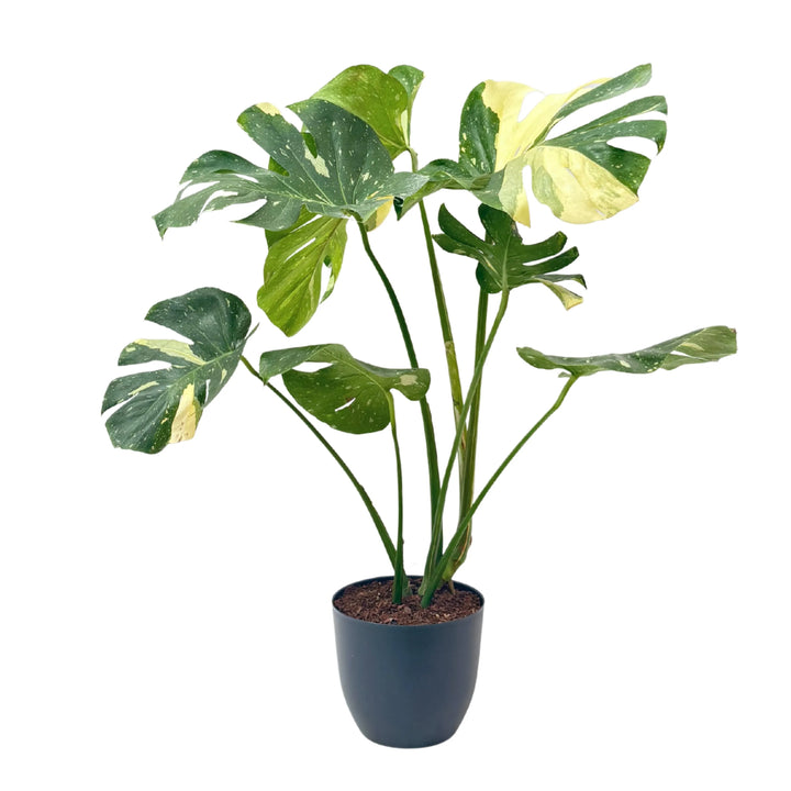 Pianta intera di Monstera Thai Constellation in vaso nero, con foglie variegate spettacolari e portamento slanciato. Perfetta per salotti, studi e locali di design.